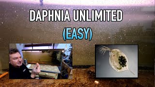 How I Raise Daphnia Water Fleas And You Can Too [upl. by Gemperle]