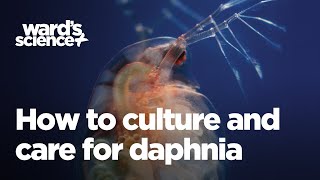 Caring and Culturing for Daphnia [upl. by Tedda]