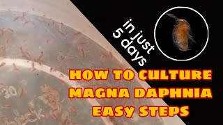 How to Culture Magna Daphnia Easily [upl. by Acinok98]