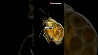 How to culture Daphnia for your Aquarium [upl. by Venterea]