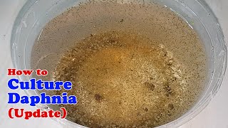 How to Culture Daphnia Update with ZERO Cost  Unlimited Live Food for Our Fish [upl. by Hgielsa570]