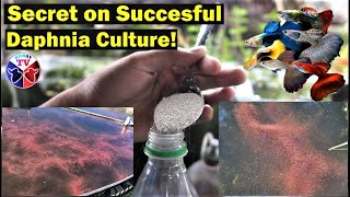 How to Culture Daphnia Successfully [upl. by Asilat513]