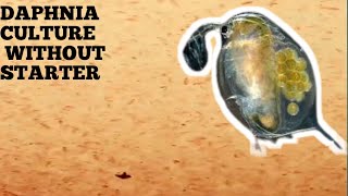 HOW TO CULTURE DAPHNIA NATURALLY WITHOUT A STARTER [upl. by Hultin283]