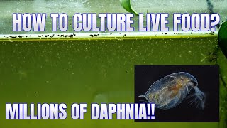 How to Culture Daphnia Secret Method to Breed MILLIONS  Simply Aquatic [upl. by Atinram]