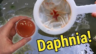 How I Culture Daphnia In Outdoor Tubs [upl. by Nemrac]