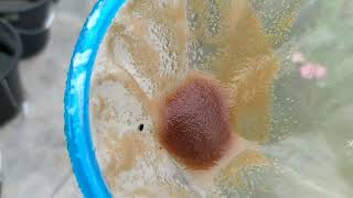 How to culture daphnia moina in a small container Part 1 English Subtitle [upl. by Paola439]