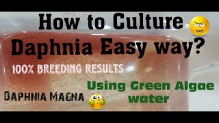 Daphnia MagnaHow to Culture Daphnia Easy wayCulturing Daphnia using Green water Daphnia [upl. by Nahsab312]