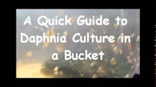 How to culture daphnia outside [upl. by Nyleda410]