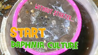 How to culture daphnia moina the easy way 1  Starting the Daphnia culture [upl. by Etnohs]