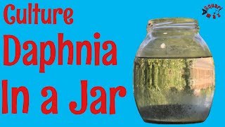 How to Culture Daphnia in a Jar [upl. by Yeruoc]