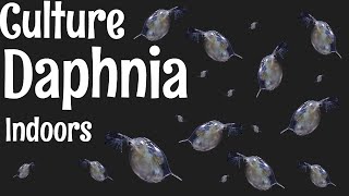 How to Culture Daphnia [upl. by Krongold]