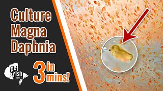 How to culture DAPHNIA MAGNA  The easy way [upl. by Irihs]