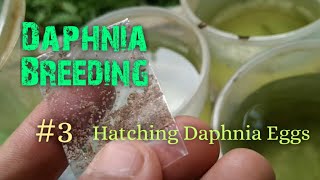 Daphnia Culture made simple and easy 3  Hatching Daphnia eggs [upl. by Stefanie924]