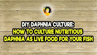 DIY Daphnia Culture How to Culture Nutritious Daphnia as Live Food for Your Fish [upl. by Himelman]