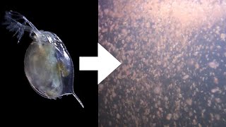 How I Culture Daphnia [upl. by Spring]