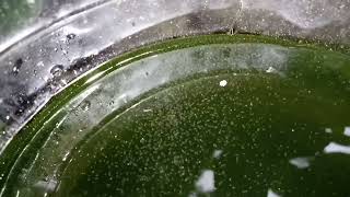 DAPHNIA MOINA CULTURE IN A SMALL BUCKET [upl. by Chapel467]