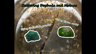 How To Culture Daphnia and Moinas using Green Water Spirulina powder [upl. by Krusche]