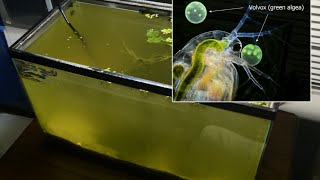 Raising Daphnia for the Freshwater Aquarium [upl. by Zampardi409]