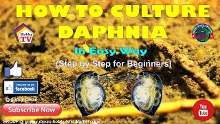 HOW TO CULTURE DAPHNIA In Easy Way [upl. by Rosmarin]